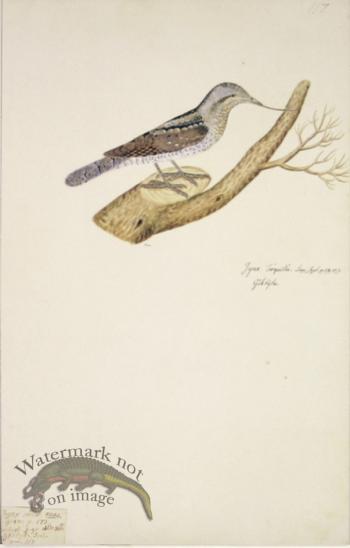 117 Swedish Birds . Jynx Torquilla, Eurasian Wryneck.Woodpecker